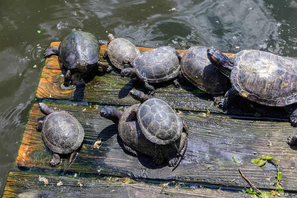 Europese Vijverschildpad Emys Orbicularis — Stockfoto