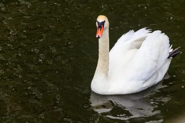 Bílá Labuť Plave Jezeře — Stock fotografie