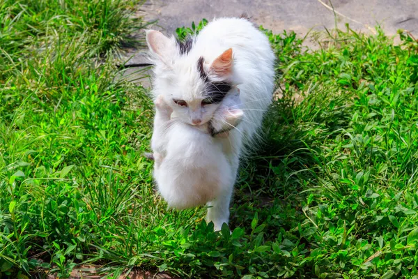 Matka Kot Niesie Jej Biały Kotek Ustach — Zdjęcie stockowe