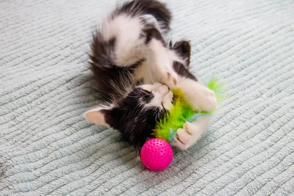 Piękny Kotek Bawiący Się Zabawką Łóżku — Zdjęcie stockowe