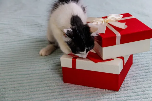 Gato Bonito Com Caixas Presente Uma Cama — Fotografia de Stock