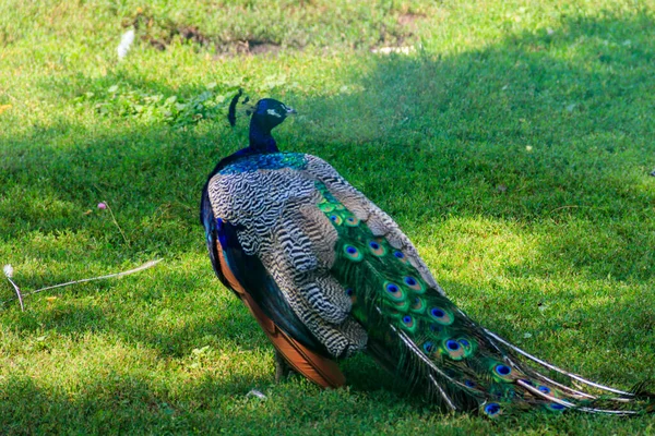 Индийские Павлины Голубые Павлины Pavo Cristatus — стоковое фото