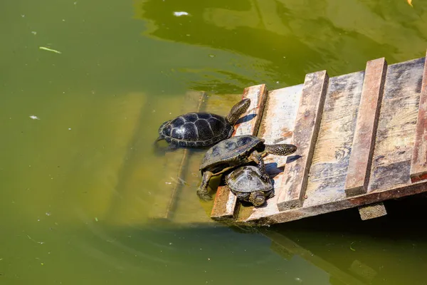 Europese Vijverschildpad Emys Orbicularis — Stockfoto