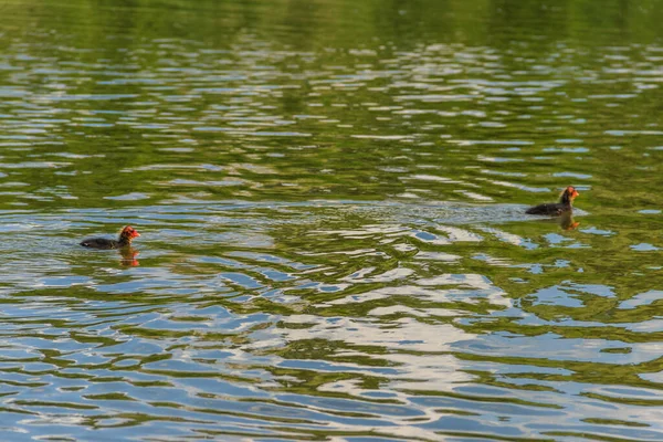 Nestlings Eurasian Coot Fulica Atra Lago — Foto de Stock