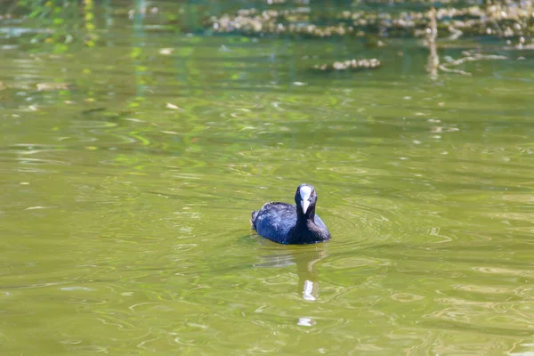 Coot Eurasiático Fulica Atra Lago — Fotografia de Stock