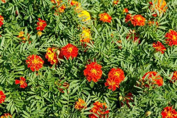 Virágágyásba Mexikói Marigolds Tagetes Erecta Növények Azték Körömvirág — Stock Fotó