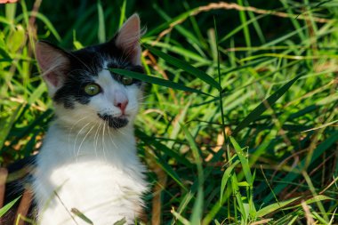 Çayırdaki yeşil çimenlikteki sevimli kedi yavrusu