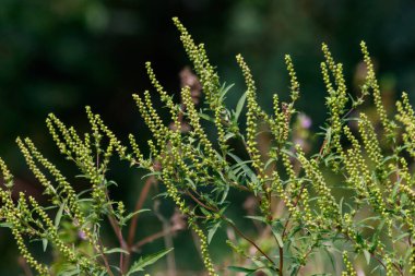 Ragweed bitkileri (Ambrosia artemisiifolia) alerjiye yol açar