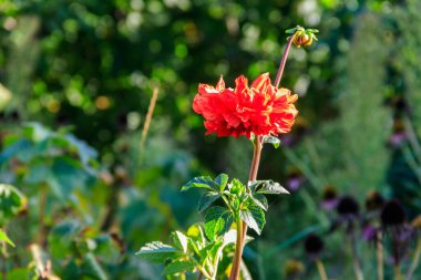 Bahçede güzel bir yıldız çiçeği