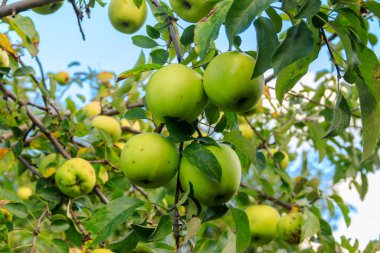 Bahçedeki ağaçta yeşil elmalar