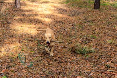 Labrador Retriever sonbaharda çam ormanında yürüyor.