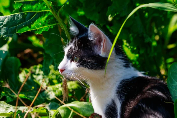 Cute Kotek Zielonej Trawie Łące — Zdjęcie stockowe