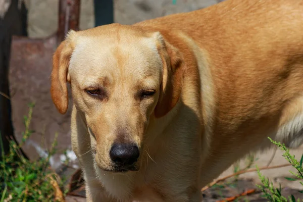 Portret Van Schattige Jonge Labrador Retriever — Stockfoto