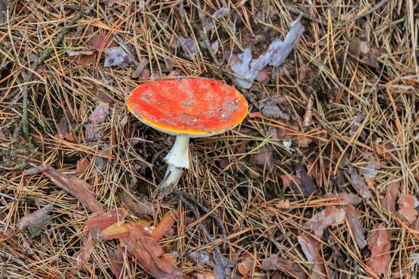 Fly Agaric Amanita Muscaria Ciuperci Într Pădure Conifere — Fotografie, imagine de stoc