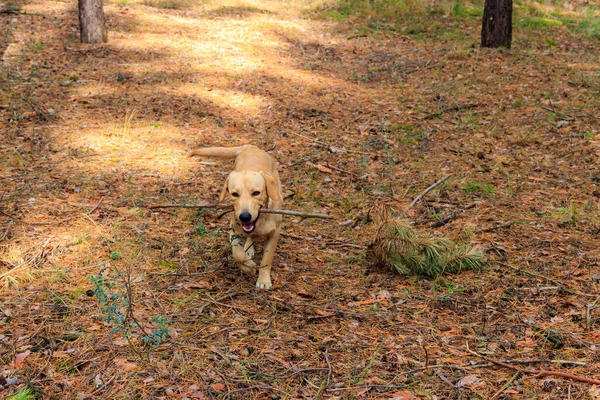 拉布拉多猎犬秋天在松林中散步 — 图库照片