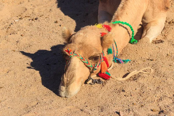 Camello Desierto Primer Plano —  Fotos de Stock