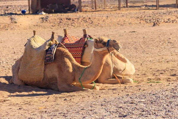 Cammelli Con Sella Beduina Tradizionale Nel Deserto Arabo Egitto — Foto Stock