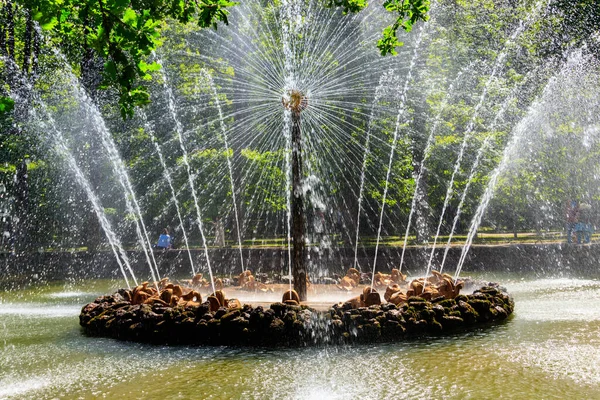 San Pietroburgo Russia Giugno 2019 Fontana Sole Nel Parco Inferiore — Foto Stock