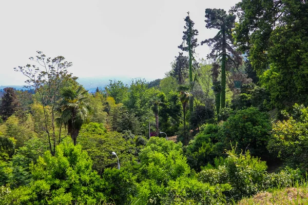 Belle Vue Sur Jardin Botanique Batumi Géorgie — Photo