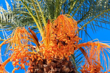 Hurma ağacının meyveleri, sarkmış hurma ağaçlarıyla doludur.