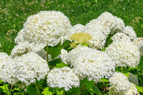 Hortênsia Florescente Branca Bonita Jardim — Fotografia de Stock