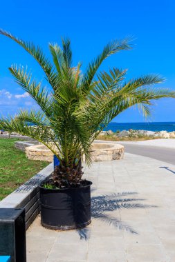 Bir deniz kenarında saksıda palmiye ağacı
