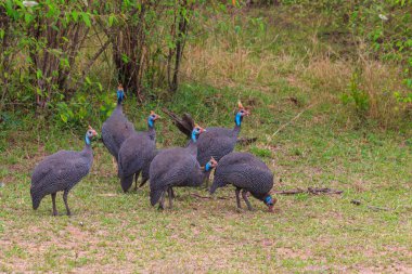 Serengeti Milli Parkı, Tanzanya 'daki yeşil çayır üzerinde miğferli guinafowl (Numida meleagris)