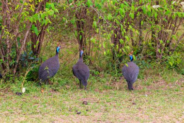 Serengeti Milli Parkı, Tanzanya 'daki yeşil çayır üzerinde miğferli guinafowl (Numida meleagris)