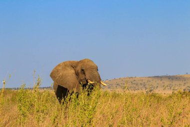 Tanzanya 'daki Serengeti Ulusal Parkı' nda Afrika fili