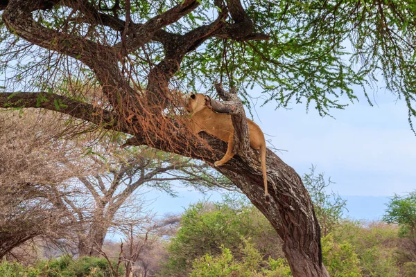 タンザニアのタランジェ国立公園の木の上に横たわる成人雌ライオン Panthera Leo — ストック写真