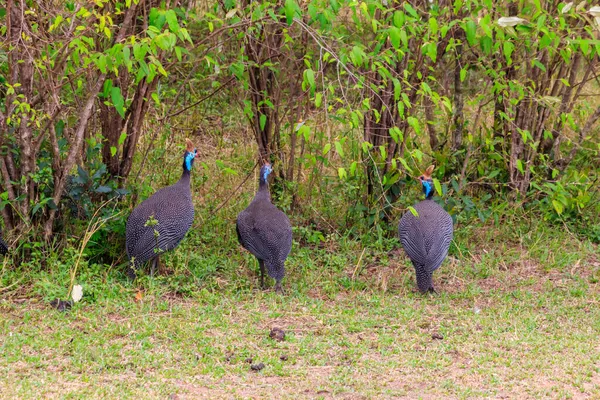 タンザニアのセレンゲティ国立公園の緑の牧草地にあるヘルメット ギニエフクロウ ヌミダ メレガリス — ストック写真