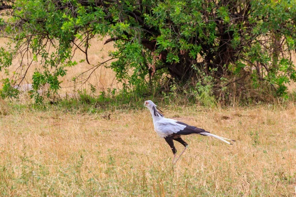Serengeti Milli Parkı Tanzanya Yürüyen Sekreter Kuş Yay Yılan — Stok fotoğraf