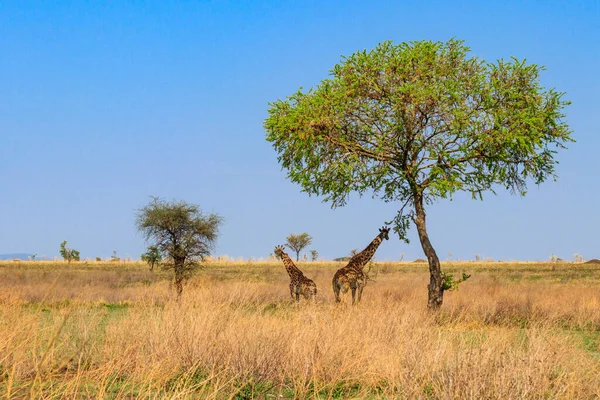 タンザニアのセレンゲティ国立公園の母と子キリン Giraffa Camelopardalis — ストック写真