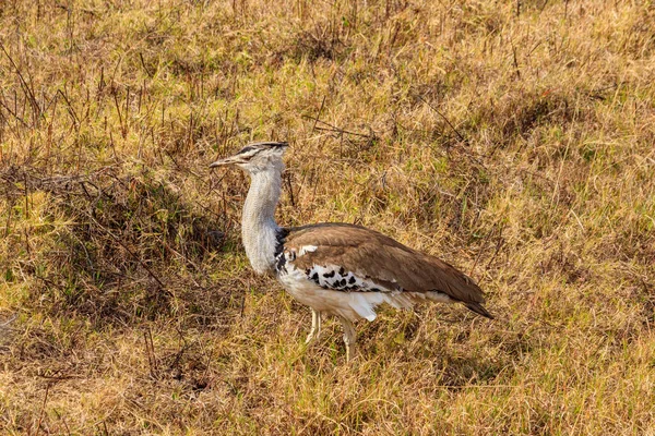Kori Bustard Ardeotis Kori Promenader Torr Savann Serengeti National Park — Stockfoto