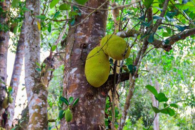 Meyve bahçedeki ağaçta