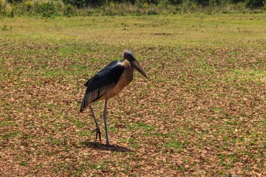 Marabut leyleği (Leptoptilos crumenifer) çimenlikte yürüyor