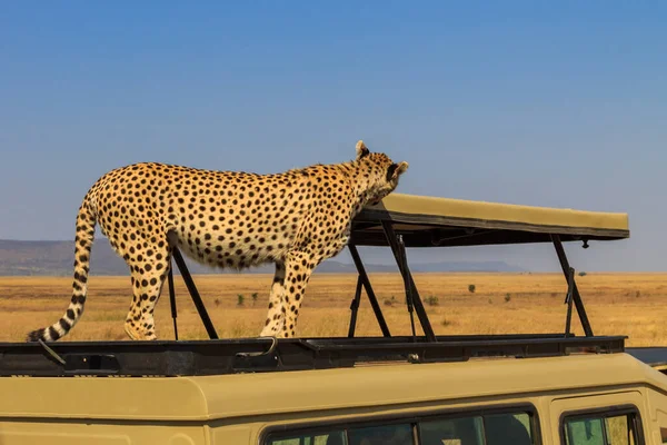 Cheetah Acinonyx Jubatus Topo Carro Suv Savana Parque Nacional Serengeti — Fotografia de Stock