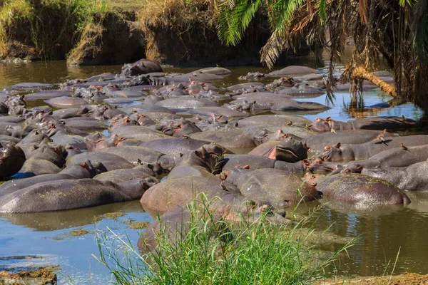 Skupina Hrochů Hroch Obojživelný Řece Národním Parku Serengeti Tanzanii Divoká — Stock fotografie