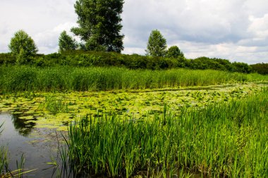 Su bitkileriyle kaplı bataklık nehri.