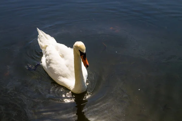 Weißer Schwan Schwimmt Auf Dem See — Stockfoto