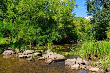 Yazın yeşil ormanda küçük bir nehir.