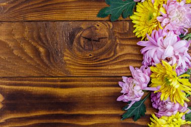 Ahşap arka planda güzel kasımpatılar. Üst görünüm, alanı kopyala