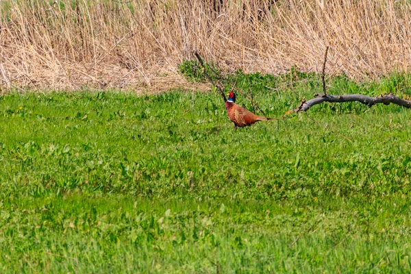 Pheasant Green Grass Meadow — Stock Photo, Image