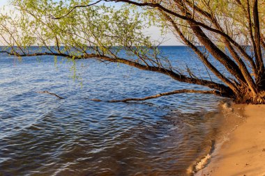 Gölün kıyısındaki söğüt ağaçları