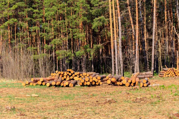 Troncos Árvores Empilhadas Derrubadas Pela Indústria Madeireira Pinhal — Fotografia de Stock