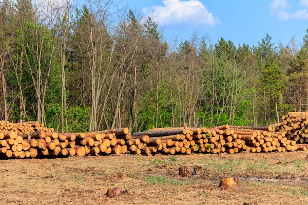 Troncos Árvores Empilhadas Derrubadas Pela Indústria Madeireira Pinhal — Fotografia de Stock