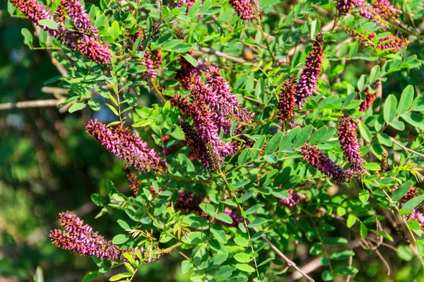 Amorpha Fruticosa Purple Flowering Plant Known Several Names Desert False — Stock Photo, Image