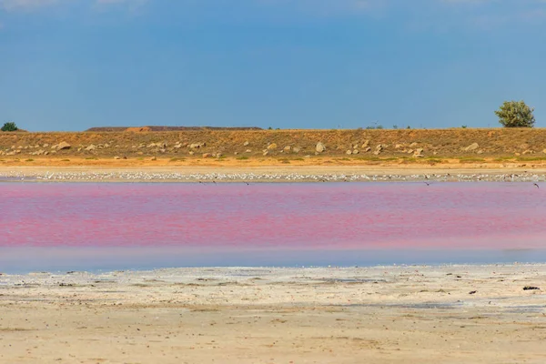 Stormo Uccelli Sul Lago Salato Rosa Syvash Nella Regione Kherson — Foto Stock