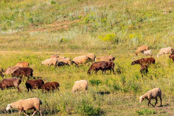 Flock Sheep Grazing Green Meadow — Stock Photo, Image