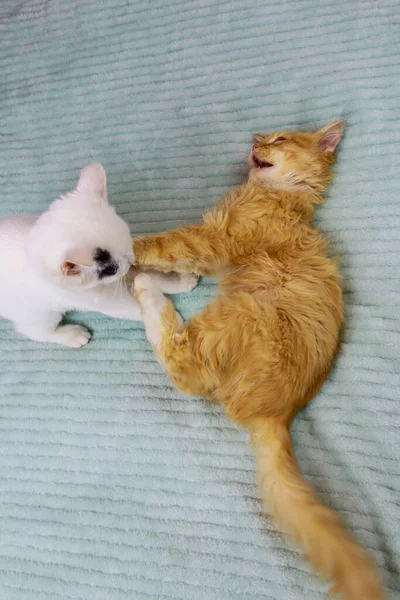 Twee Kittens Spelen Thuis Een Bed — Stockfoto